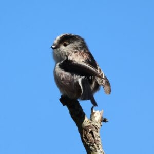 Long tailed tit, perched on top of a tree in Hythe.
