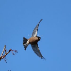 Female Bullfinch Taking off from a tree by the Royal Military Canal