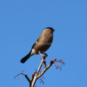 Female Bullfinch perched on a tree next to the Military canal
