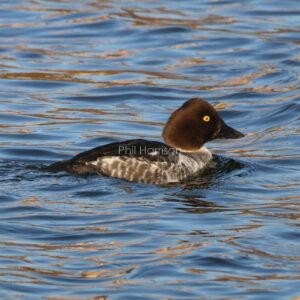 Female Goldeneye taken at snettisham reserve