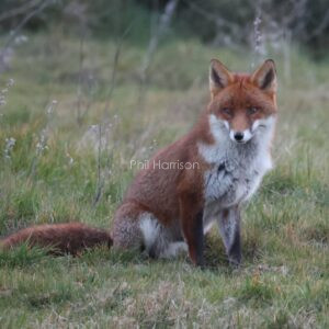 Fox sat staring at me, photographed at Dungeness on a cold breezy evening.