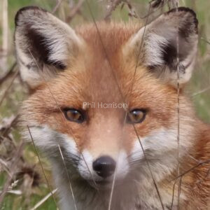 Fox staring photographed in the long grass at West Hythe