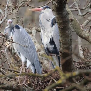 Pair of Grey Herons photographed on their nest up a tree at Lympne hill.