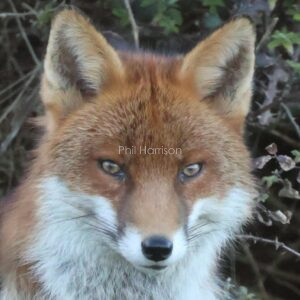 Fox seen at Dungeness