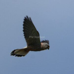 Kestrel Hunting over Lympne castle
