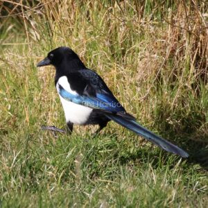 Magpie hoping on the ground by the canal in Hythe