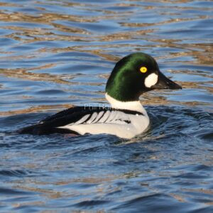 Male Goldeneye photographed swimming at Snettisham reserve.