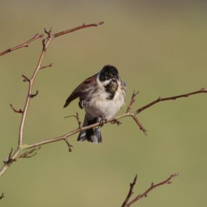 Reed Bunting photographed at Snettisham reserve .