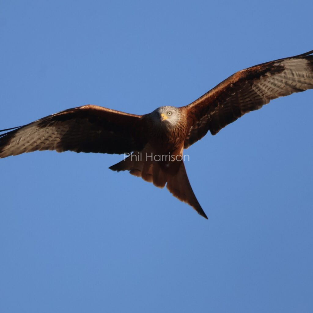 Red Kite, Titchwell Marsh