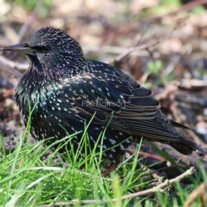 Starling photographed on the grass at Titchwell marsh reserve garden.
