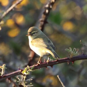 first (ringed) Willow Warbler of the year captured at Dungeness 30th May