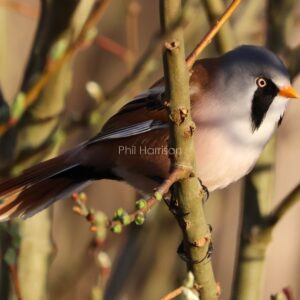 Bearded tit seen hiding in a willow tree at Dungeness reserve