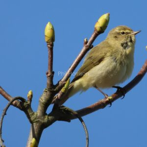 chiff chaff seen perched on a tree at Dungeness reserve