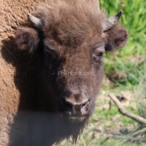 Bison staring seen along the canal at Port Lympne