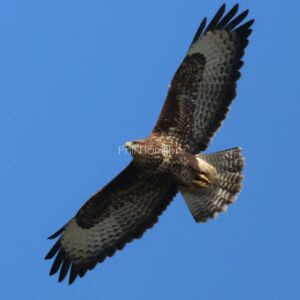 Buzzard seen gliding over port lympne