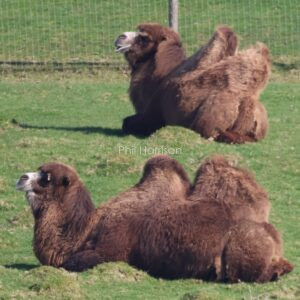 Camels seen lazing around by the canal at Port Lympne