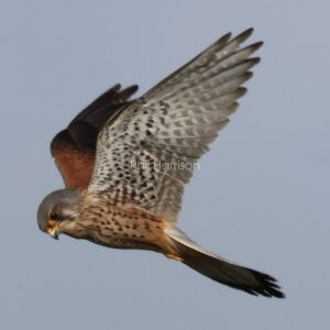 Kestrel Hunting over Rye reserve