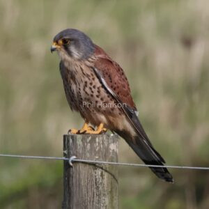 Kestrel perched on a fence post at Rye reserve