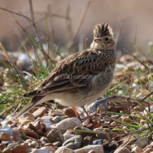 Skylark seen on the ground at Rye reserve