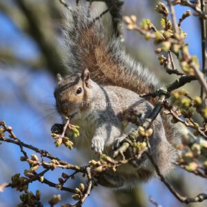 Grey Squirrel photographed chewing on a hawthorn branch