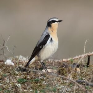Wheatear seen at Rye reserve