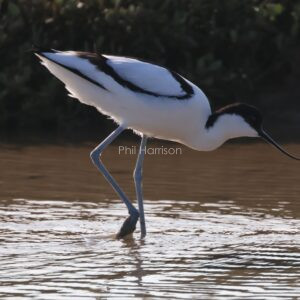Avocet feeding in shallow water at Rye reserve.