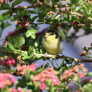 This baby Blue Tit seen in my hawthorn tree has just fledged from the bird box on my garage wall.