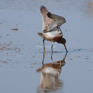 Bar tailed Godwit seen in shallow water at Rye reserve.