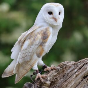 Barn Owl sat on a tree stump seen at Eastwell