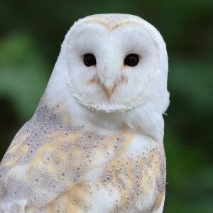 Barn Owl seen at Eastwell