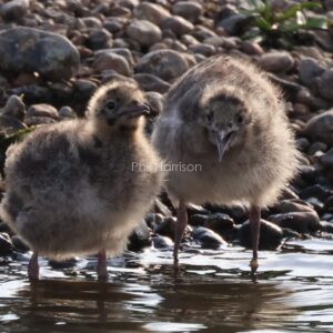 Black Headed Gull Chicks seen at Rye Harbour