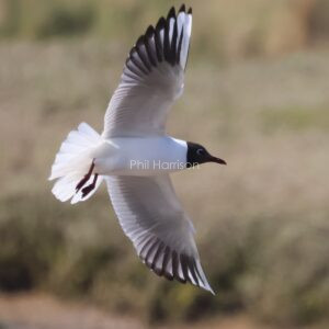 Black headed gull in full flight over Rye reserve