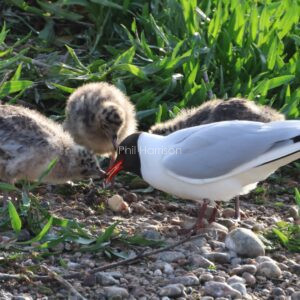 Black Headed Gull with Chicks seen at Rye Harbour