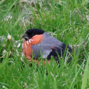 Male Bullfinch seen feeding on dandelions in a field at Alvechurch.