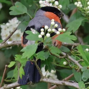 Bullfinch seen hiding in the hawthorn bush blossom at Alvechurch.