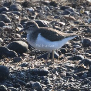 Common Sandpiper seen at Rye reserve