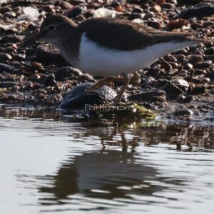 Common Sandpiper seen at Rye reserve.
