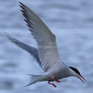 Common Tern hunting over the water at Rye Harbour