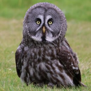 Great Grey Owl sitting on the grass at Eastwell