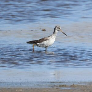 Greenshank wading through the water at Dungeness reserve.