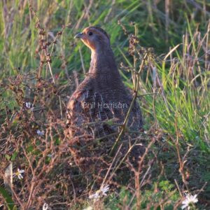 Grey Partridge seen in the long grass at Rye reserve
