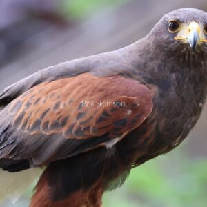 Harris's Hawk seen at Eastwell