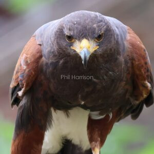 Harris's Hawk seen at Eastwell