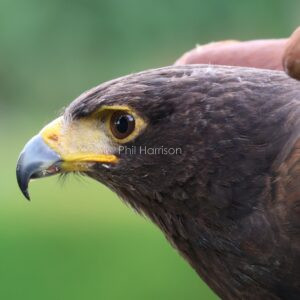 Harris's Hawk seen at Eastwell
