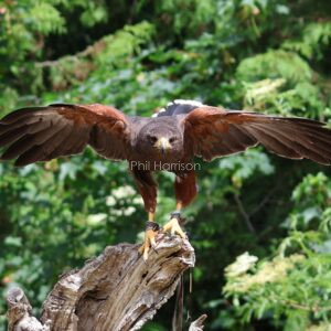 Harris's Hawk seen perched on tree stump at Eastwell