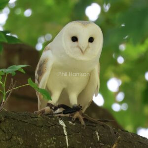 Barn Owl seen perched in a tree at Eastwell