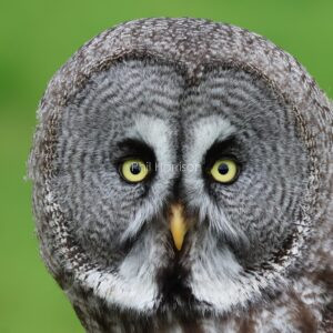 Great Grey Owl seen at Eastwell