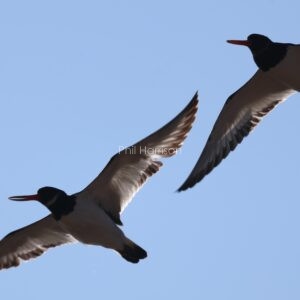Oystercatchers flying over Rye reserve