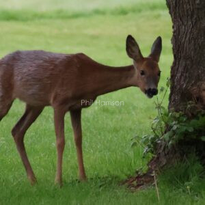 Roe Deer seen feasting on an elm tree at Alvechurch.