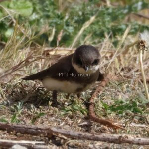 Sand Martin seen on the ground at Dungeness reserve